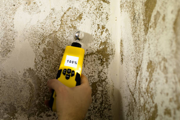 Best Mold removal after water damage  in Mount Hore, WI