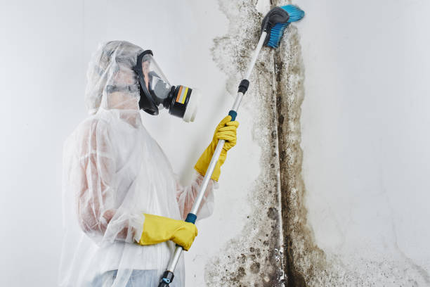 Best Water damage contractors near me  in Mount Hore, WI