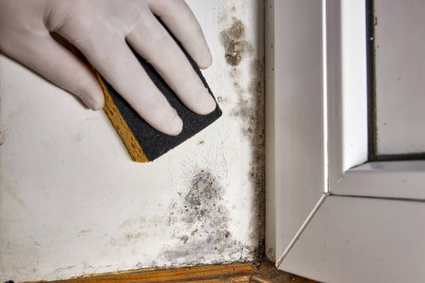 Best Basement water damage restoration  in Mount Hore, WI